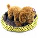 Подушка-лежанка для собаки Aptel 35 cm x 37 см Жовта AG602I фото 2